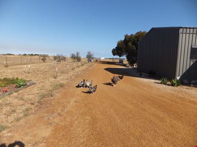 52 Dillwynia Way, Hopetoun WA 6348