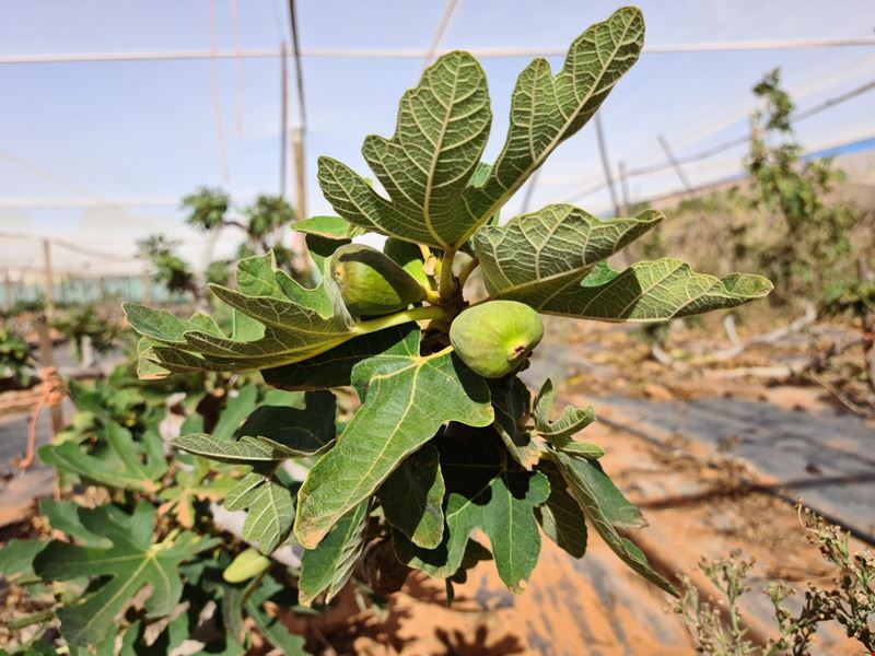 24 Margaret Row, Carnarvon WA 6701