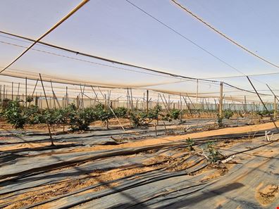 24 Margaret Row, Carnarvon WA 6701