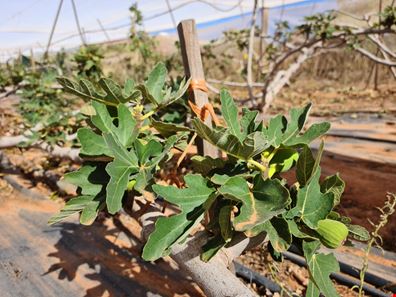 24 Margaret Row, Carnarvon WA 6701