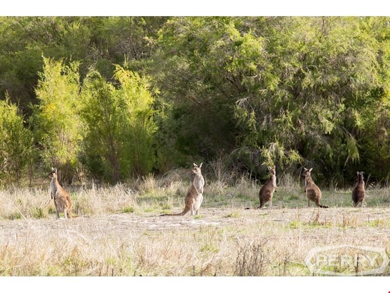 Lot 15 Kangaroo Loop, Birchmont WA 6214