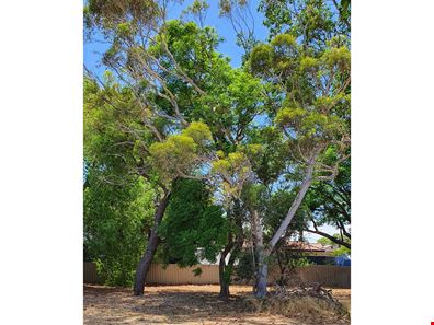 41 Moreing Street, Redcliffe WA 6104