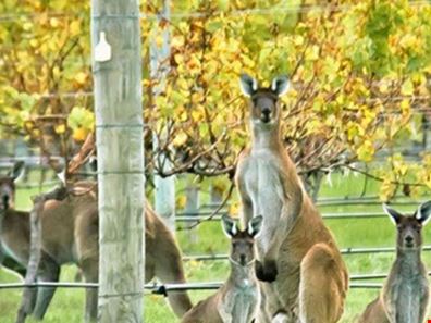 Lot 235, 13 Sawmill Loop, Karridale WA 6288