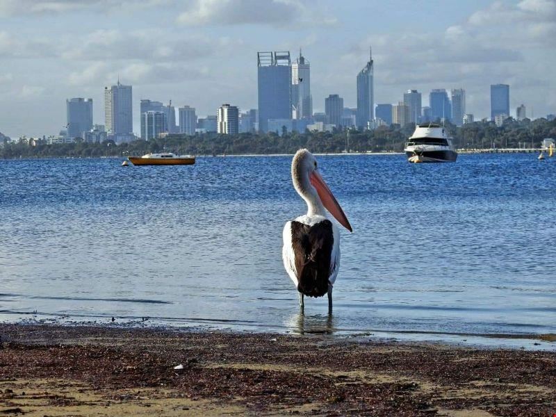 7/14 Ogilvie Road, Mount Pleasant WA 6153