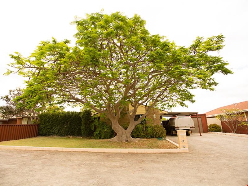 16 Jabiru Way, Waggrakine WA 6530