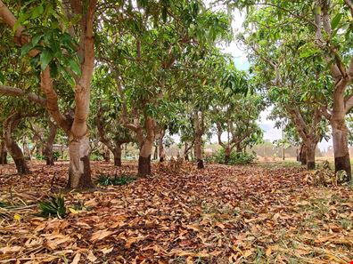 Lot 201 Robinson Street, Carnarvon WA 6701