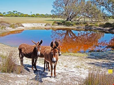 3672 Munbinea Rd, Nambung WA 6521