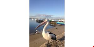 Pelican Sky Realty