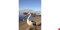 Pelican Sky Realty